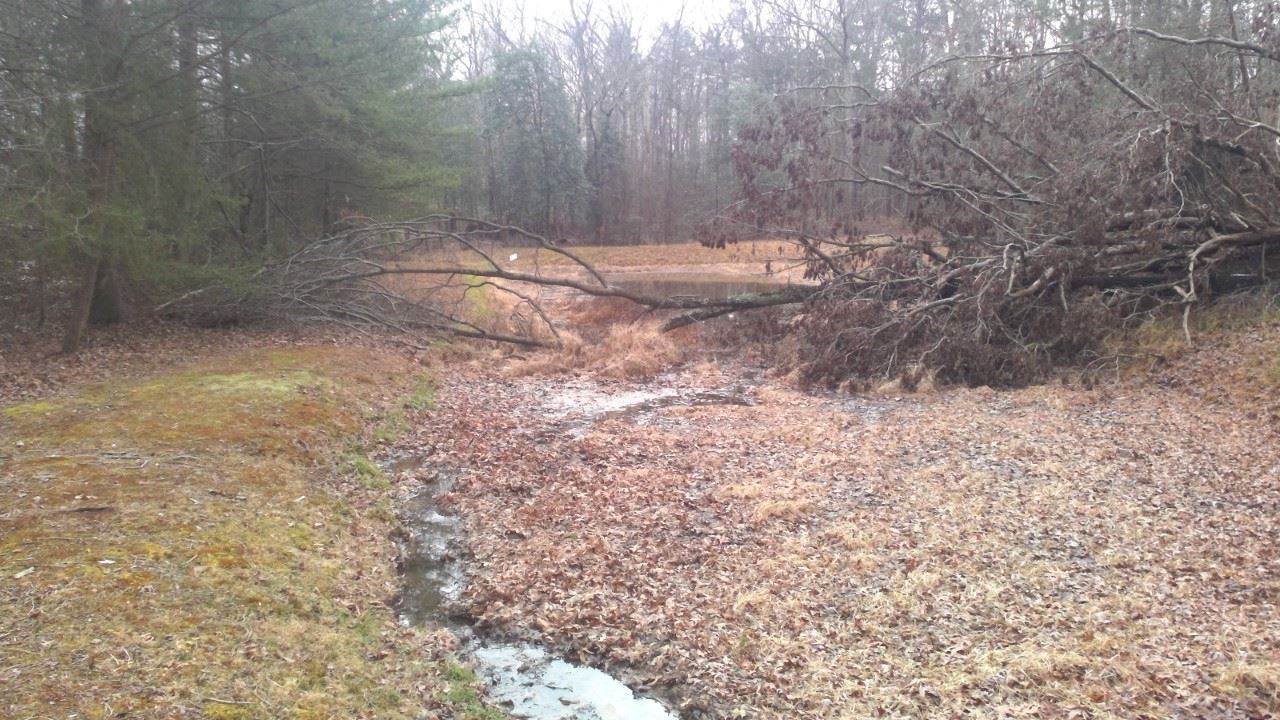 Forestville Pond Before