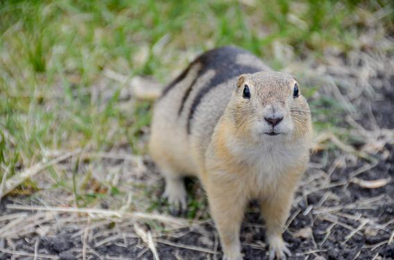 gopher in grass