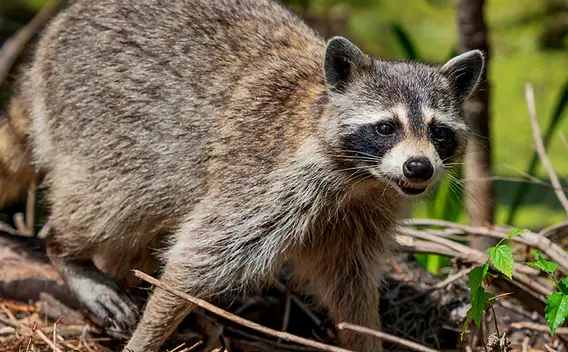 PGCHD_RabidRaccoon_NewCardImage.jpg