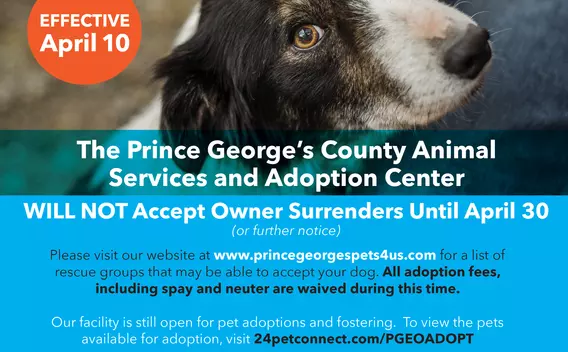 owner-surrender-flyer.png