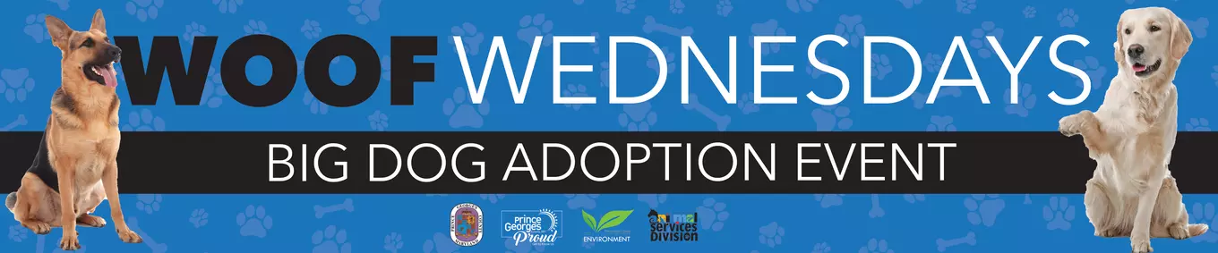 Woof Wednesdays Big Dog Adoption Event