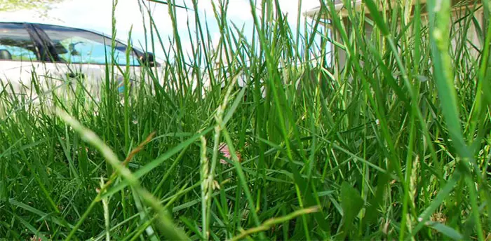 Tall Grass and Weeds, photo of grass almost as tall as a car door handle and screening the house