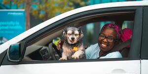 Dog in car with woman