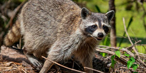 Raccoon