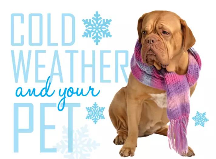 ASD Cold Weather Pet