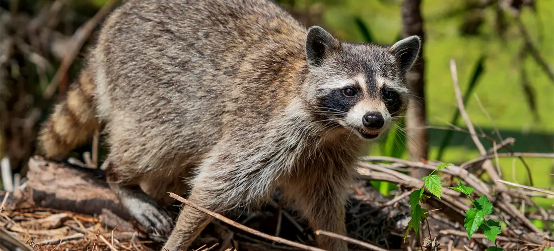 Raccoon